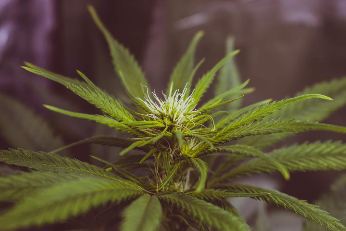 Cannabis FAQ